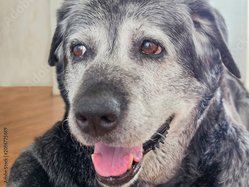 Senior Dog with Gray Muzzle and Open Mouth
