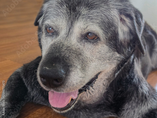 Senior Dog with Gray Muzzle and Open Mouth

