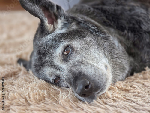 Aging Black Dog with Gray Muzzle Dozing on Carpet

