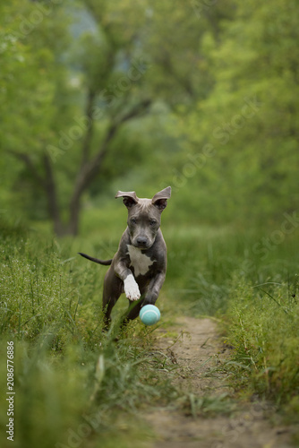 A Staffordshire Terrier runs with a blue ball through a green natural area. Playful action and fresh surroundings create an energetic pet scene.