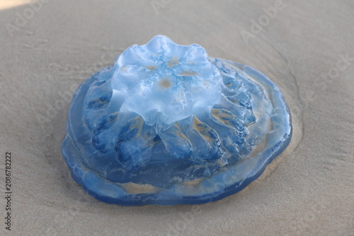 Tableau sur toile Jellyfish on the beach, closeup of photo with selective focus