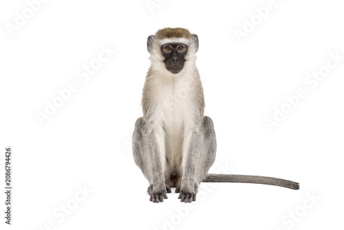 Photography Vervet monkey sitting and facing forward, isolated on a white background with a centered composition