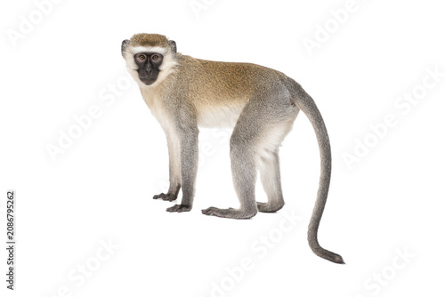 Photography Vervet monkey standing in a side profile while looking toward the camera, isolated on a white background