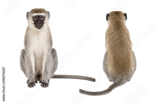 Photography Front and back views of a vervet monkey isolated on a white background, showcasing full body anatomy, natural fur coloration, and long tail