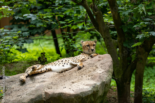 Cheetah lying and resting on the rock