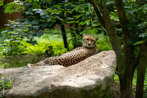 Cheetah lying and resting on the rock