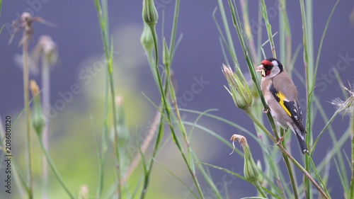 European goldfinch observing and eating the seeds of a Yellow Goat's Beard flower bud in spring in a domestic garden. Carduelis carduelis, Tragopogon dubius, région Centre, France, Europe