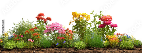 Vibrant Mixed Flower Bed with Pink Red Yellow Blooms and Green Foliage at Night flowers garden