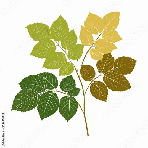Branch with leaves in different colors