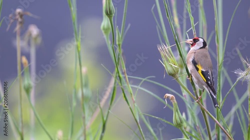 European goldfinch observing and eating the seeds of a Yellow Goat's Beard flower bud in spring in a domestic garden. Carduelis carduelis, Tragopogon dubius, région Centre-Val de Loire, France, Europe