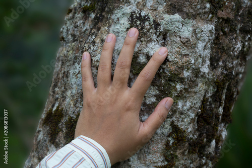Child Touching Tree Bark in Forest