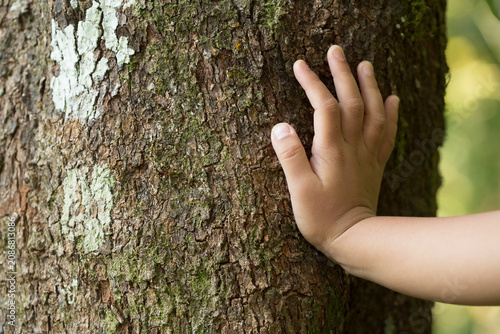 Child Touching Tree Bark in Forest