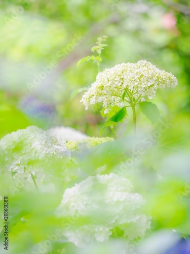 白い花の群生。葉っぱや花の重なりの隙間から覗く景色。ボケ。雨上がりの木漏れ日。梅雨から初夏の公園や花壇を彩るアジサイ（アナベル）。縦構図