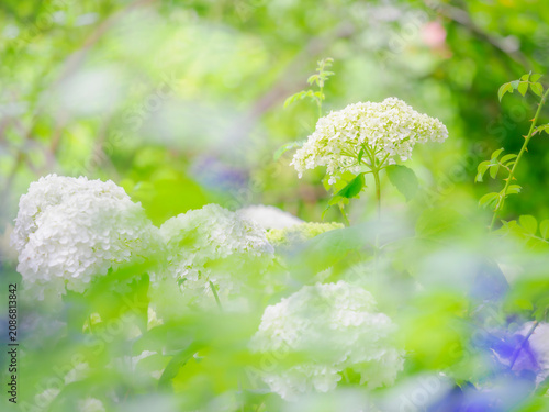 白い花の群生。葉っぱや花の重なりの隙間から覗く景色。ボケ。雨上がりの木漏れ日。梅雨から初夏の公園や花壇を彩るアジサイ（アナベル）