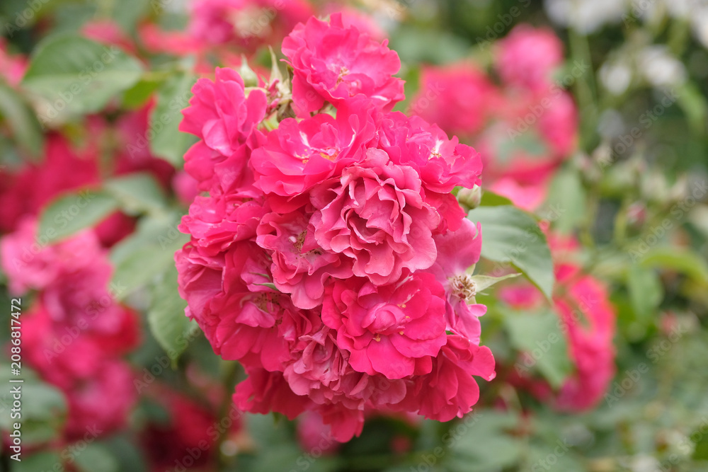 Fototapeta premium Fuchsia Pink shrub rose, rosa ‘Will Scarlet’ in flower.