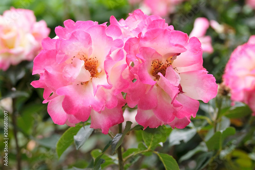Pink and white hybrid tea rose, rosa ‘You’re My Everything’  in flower.