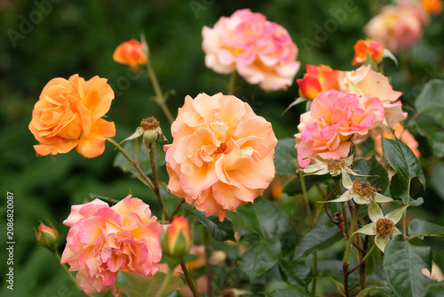Orange gold and pink floribunda rose, rosa ‘Precious Amber’  in flower.