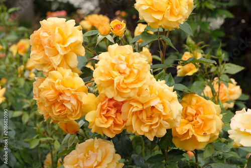 Yellow gold floribunda rose, rosa ‘Golden Beauty’  in flower.
