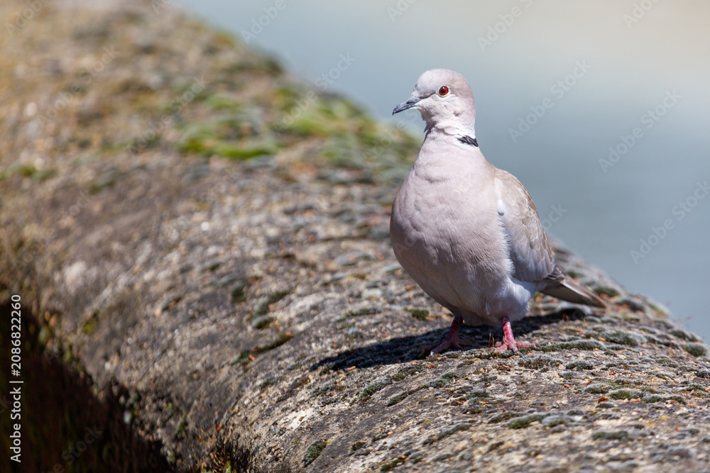 Fototapeta premium Close-up of a common pigeon perched on weathered rock