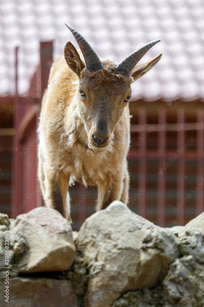 Fototapeta premium Young mountain goat stands on rocky terrain