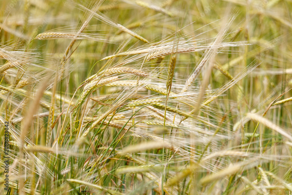 Fototapeta premium Golden wheat ears sway gently in a field