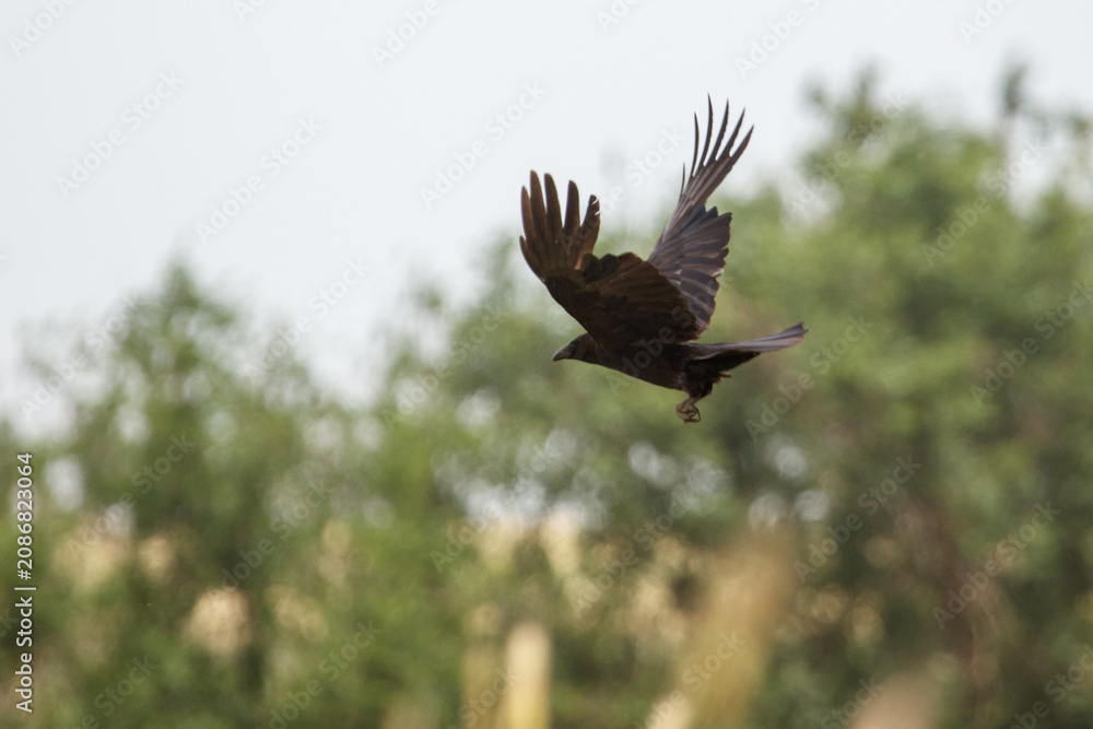 Fototapeta premium Dark bird soars mid-flight with wings fully spread