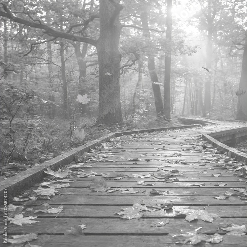 Wooden Path Through Misty Forest in Black and White Moody Tone