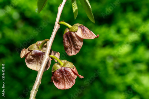 Pinkish-purple pendant flowers of asimina triloba (pawpaw) adorn slender branch, contrasting beautifully with fresh green leaves and   blurry woodland backdrop