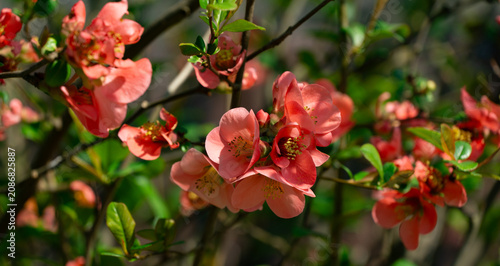Pink Japanese quince (Chaenomeles japonica) blooms cluster on dark branches, their petals glowing softly under sunlight. Green foliage adds depth to this serene scene