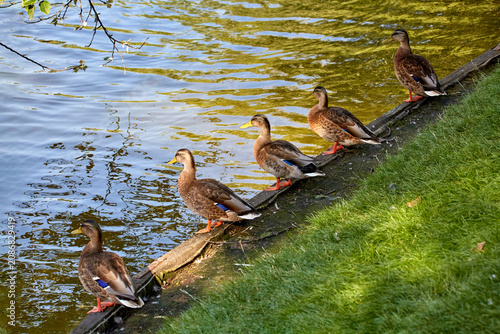 five ducks on a wooden deck near the water