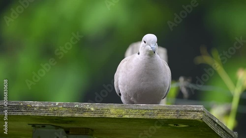 Eurasian collared dove eating seeds on a wooden bird feeder in a domestic garden in spring and flying away. Streptopelia decaocto, Indre-et-Loire 37, région Centre-Val de Loire, France, Europe