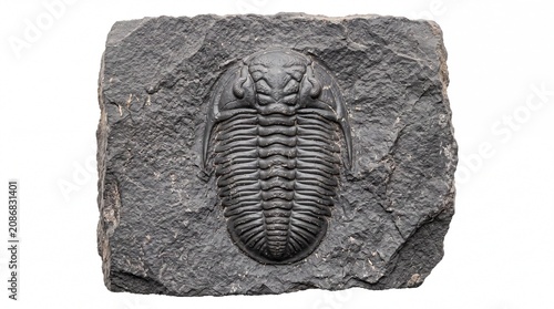Prehistoric trilobite fossil specimen embedded in dark sedimentary rock matrix isolated on white background for science education.
