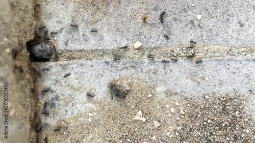 A macro shot from a high angle of black ants moving busily along a crack in a concrete floor and among the sand, carrying material back to their nests.