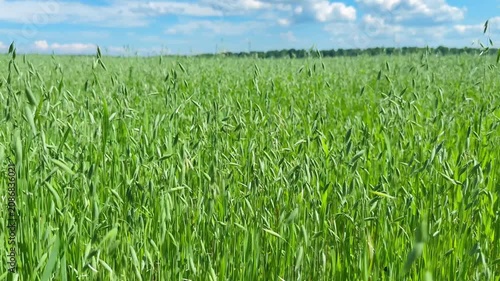 Green oats field with swaying grass under a clear blue sky on a sunny day