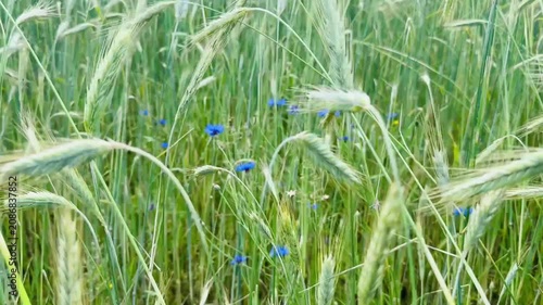 Swirling green grass blades with vibrant blue cornflowers amidst wild vegetation in summer