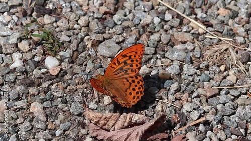 short clip of a Argynnis paphia the silver-washed frittilary butterfly sitting on the soil
