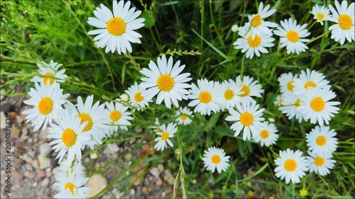 Daisies with White Petals and Yellow Centers Growing in Lush Green Grass Under Bright Sunlight