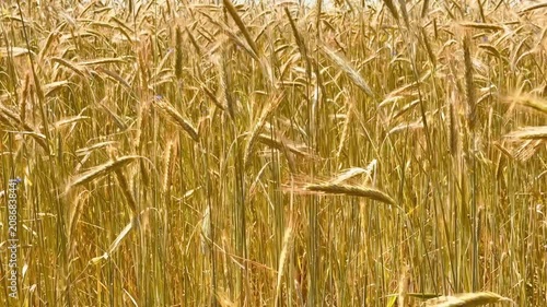 Golden ripe wheat plants swaying gently in warm sunlight on a summer day