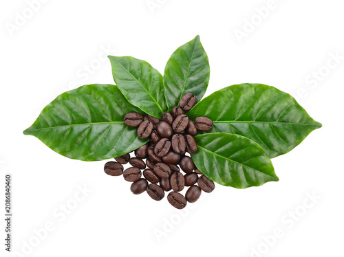 Fresh Dark Roasted Coffee Beans With Bright Green Coffee Leaves Isolated On White Background