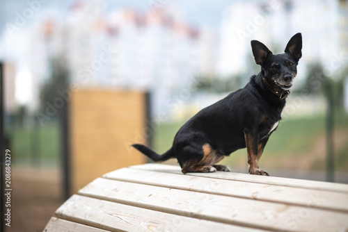 Φωτογραφία Black and tan small dog with erect ears sits on wooden surface outdoors, blurred