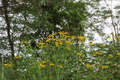 Late summer coneflowers