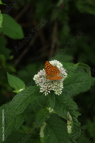 Orange butterfly on a flower