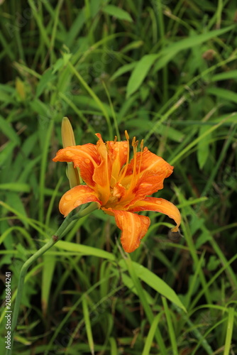 Orange lily 16:9