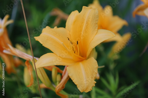 Wild lily