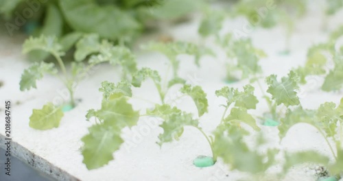 Camera is pulling back, shifting focus, showing butterhead lettuce and kale seedlings on foam slab