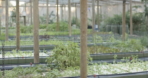 Camera is panning, focusing on greens in troughs while showing irrigation tubing for monitoring