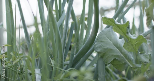 Cam is pulling back while breeze is swaying onion stalks, revealing large chard leaf in greenhouse