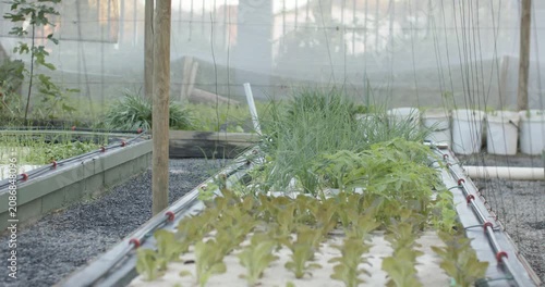 Camera is moving forward and downward, bringing raft lettuce into clearer view, revealing PVC pipes