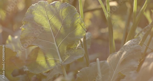 Broad leaf is swaying in garden breeze while golden sun getting stronger and dew droplets sparkling