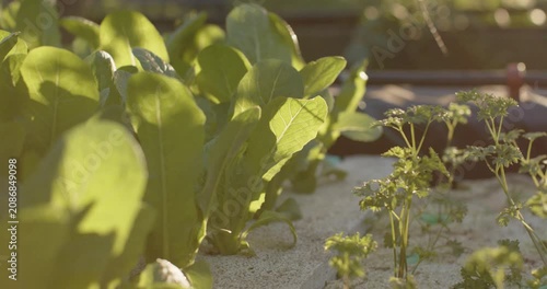 Low sun is backlighting leafy greens as camera is panning, revealing herb seedlings in raised bed